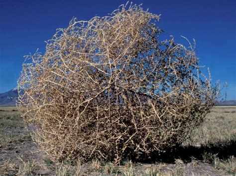 Tumbleweed Infant and Preschool House: What is a Tumbleweed?