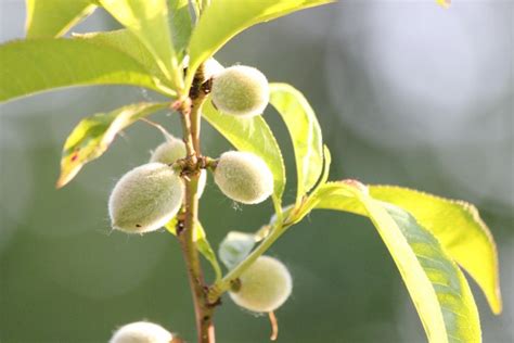 5 cuidados básicos para un árbol de durazno en maceta