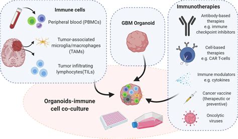 Frontiers | Glioblastoma Organoids: Pre-Clinical Applications and Challenges in the Context of ...