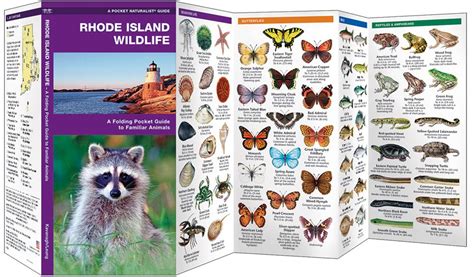 Rhode Island Wildlife (Pocket Naturalist® Guide)