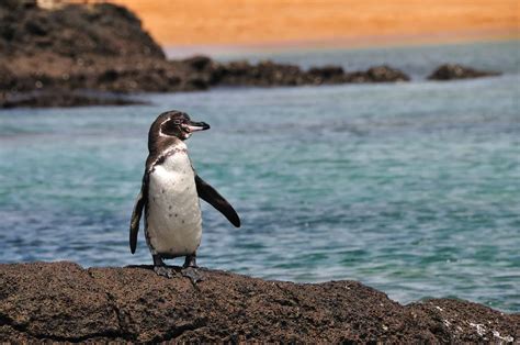 10 Incredible Galapagos Penguin Facts - A-Z Animals