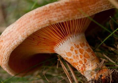 Lactarius deliciosus, Saffron Milkcap mushroom