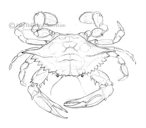 Amy Holliday Illustration : Sketchbook: Atlantic Blue Crab Drawing