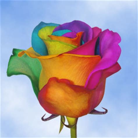 Beautiful Tie-Dye Roses | Global Rose