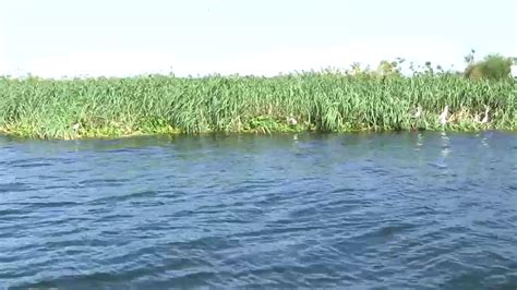 Floating Wetland Concerns Lake Victoria Fish Farmers – The Ankole Times