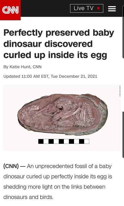 Extremely rare baby dinosaur fossil found curled up inside its egg 🥚🦖 ...