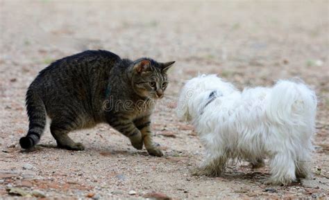 Cat and dog meeting stock image. Image of facing, funny - 188103575