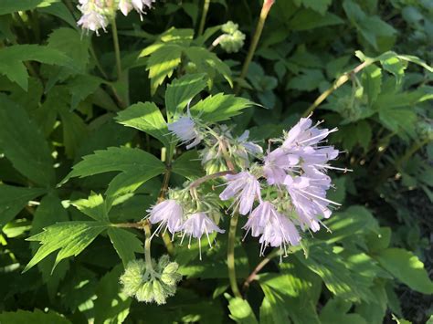 Wisconsin Wildflower | Eastern Waterleaf | Virginia Waterleaf | Hydrophyllum virginianum