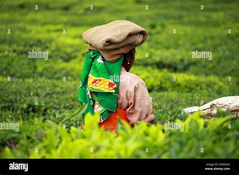 Landscape of green tea plantations. Munnar, Kerala, India Stock Photo ...