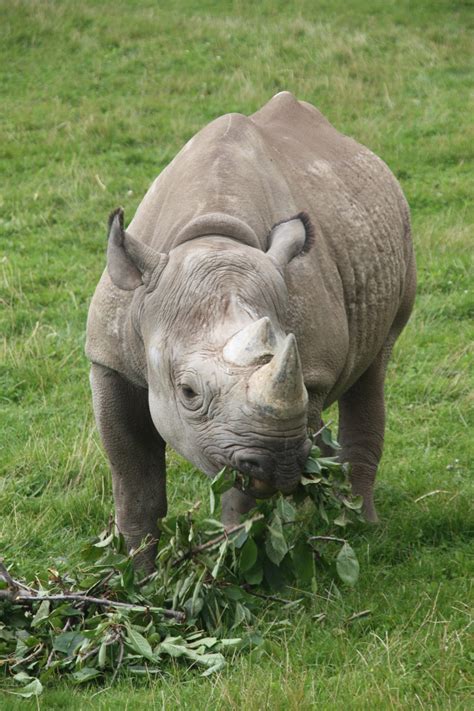 Rhinos at Yorkshire Wildlife Park