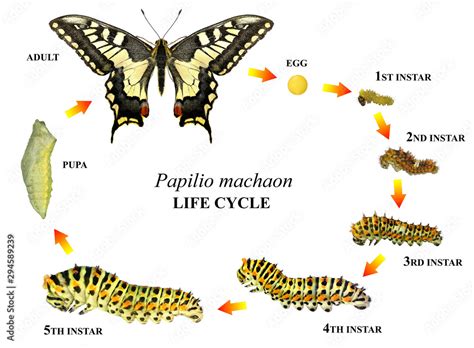 Common yellow swallowtail (Old World swallowtail), Papilio machaon (Lepidoptera: Papilionidae ...