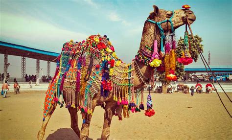 Festival of Rajasthan - Cultural festivals of Rajasthan 2021, 2022