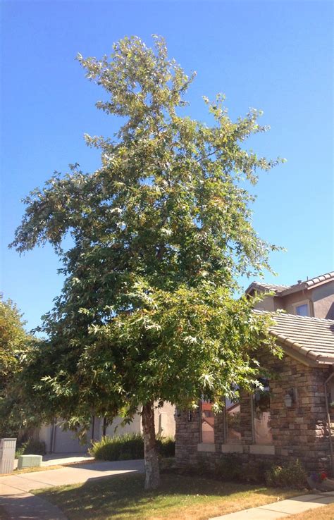 California sycamore - Sacramento Tree Foundation