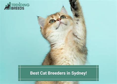 7 Best Cat Breeders in Sydney! (2024)