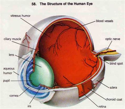 5 Cool 3d Model Of Eye Anatomy - Food Mockup