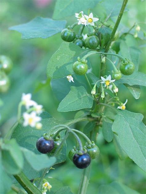 Nightshade plant (includes woody, black or common types)