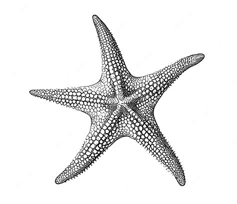 Premium Vector | A drawing of a starfish from the ocean.