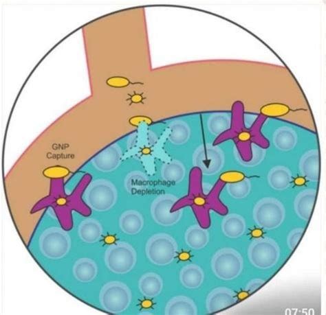 Bio-decorated gold nano-particles are either bound to surface receptors ...