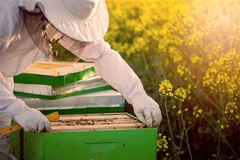 Beekeeping Supplies - Campbells Gold BC Honey Farm & Meadery