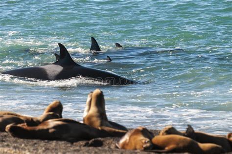 Orca Family Hunting Sea Lions on the Paragonian Coast, Stock Photo ...