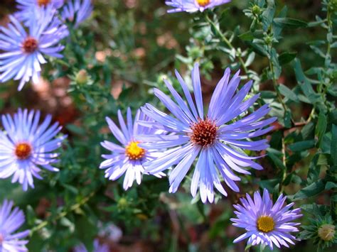 Using Georgia Native Plants: Fall Colors in the Native Garden