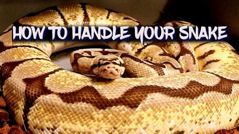 How to handle your snake - For beginners - YouTube