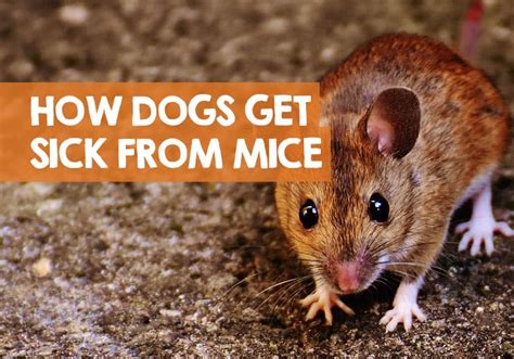 Can Dogs Get Sick from Mice Poop? (Droppings & Disease)