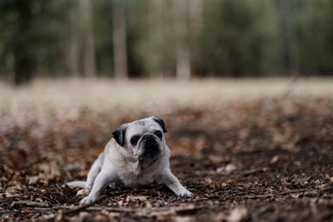 "Fawn Pug" Images – Browse 110 Stock Photos, Vectors, and Video | Adobe Stock