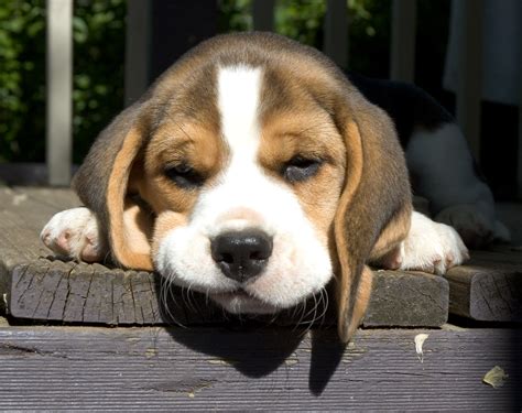 Sad Beagle Puppy | www.pixshark.com - Images Galleries With A Bite!