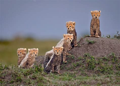 Cheetah cubs :) : r/Eyebleach