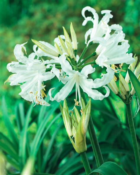 Buy Bianca Perla Bulbs Online - Nerines, Spring- Bloms Bulbs UK