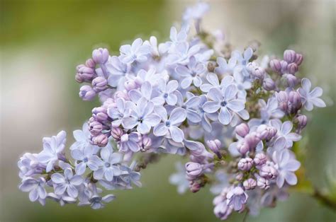 14 Beautiful Types of Lilac