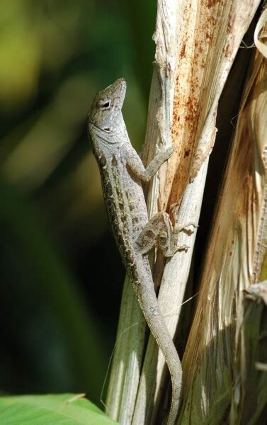 Brown Anole - Facts, Diet, Habitat & Pictures on Animalia.bio