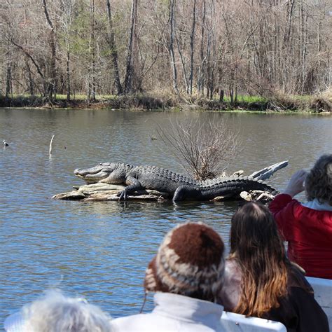 Cajun Country Swamp Tours (Breaux Bridge) - All You Need to Know BEFORE ...