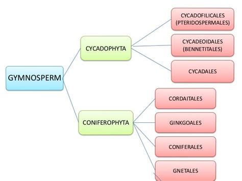 Classification of gymnosperm by chamberlain