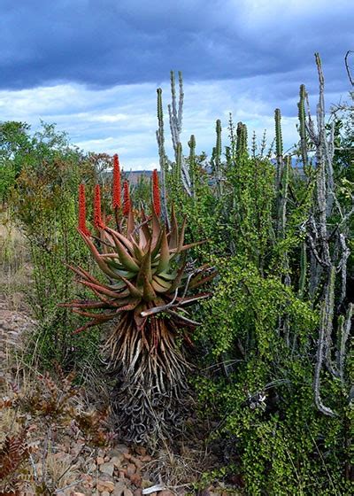 Through thicket and thin: Protecting this incredible biome