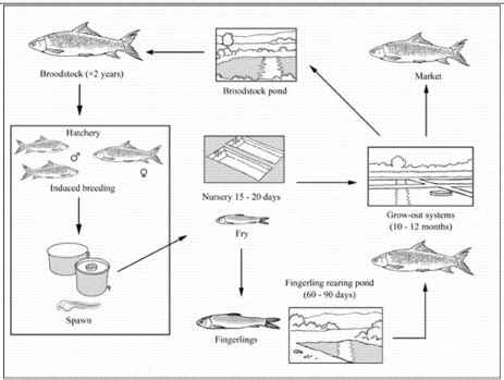 How to Farm Mrigal Carp | The Fish Site