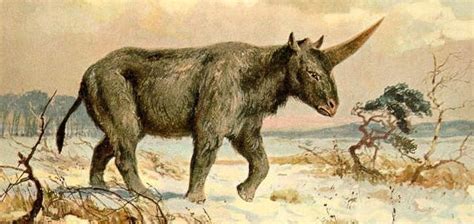 Prehistoric 'unicorn' lived alongside humans - Unexplained Mysteries