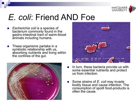 E. coli in the lab