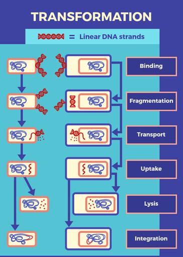 Transformation - Labster