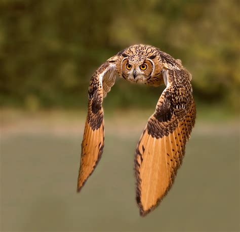 Owl flying : pics