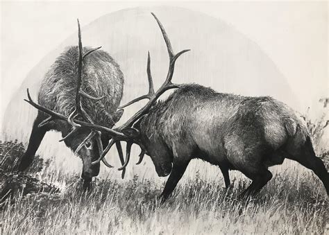 Pencil Drawings Of Elk