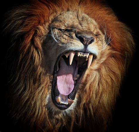 500px / Photo "Rage" by Klaus Wiese | Fotos de leones, Animales feroces ...