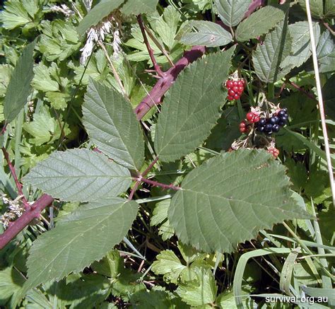 Rubus Fruticosus - Blackberry