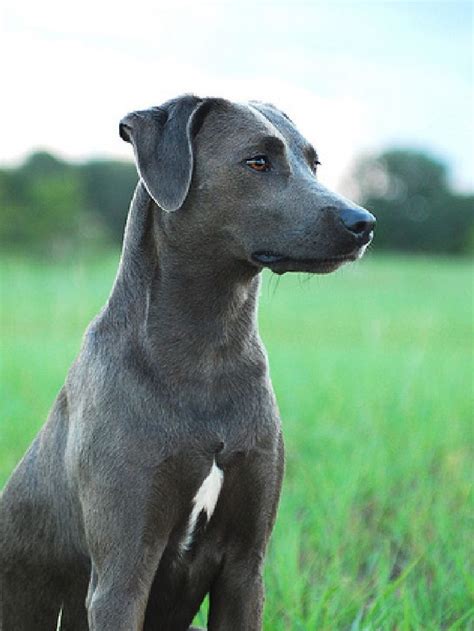 What is the official state animal of Texas? We’ve got 8 of them! - Texas Proud