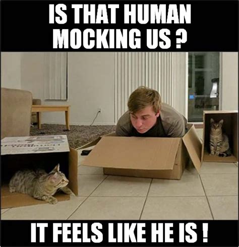 Cats In Boxes ! - Imgflip