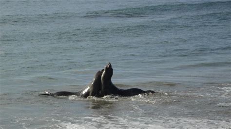 Visit the Elephant Seals in California's Ano Nuevo State Park | State parks, California travel ...