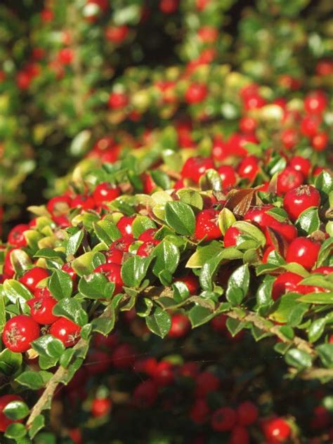 Cotoneaster - planting, pruning, care in hedges and shrub beds