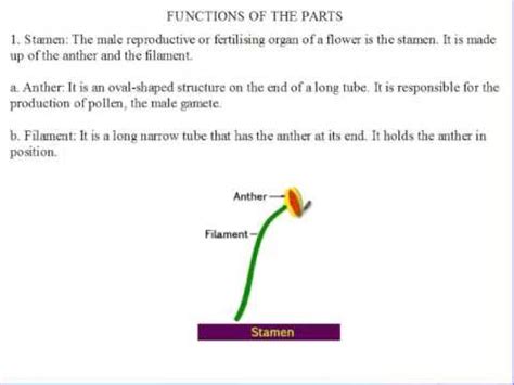 Siba Learning Zone - function of stamen - YouTube