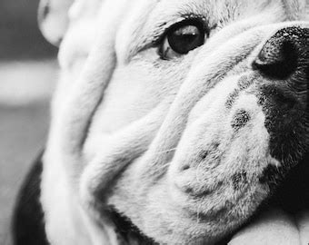 UGA: Georgia Bulldogs Photo Print - Etsy